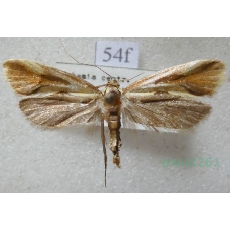 Harpella forficella (Scopoli, 1763) Czech54f